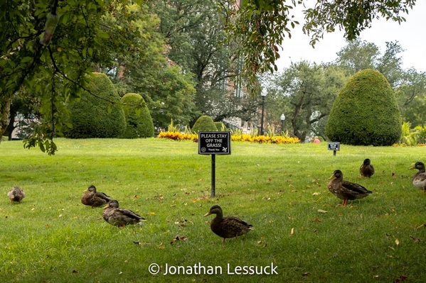 Lessuck - Boston Public Gardens [2 of 2)