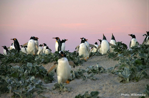24_1024px-Falkland_Islands_Penguins_50