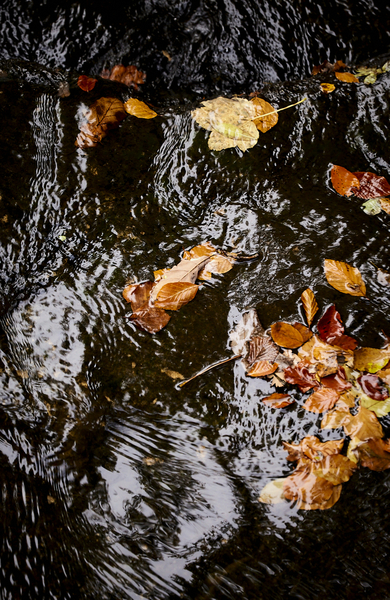 Autumn water and leaves. p