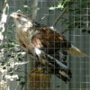 30 Birds of Prey Center, Coaldale