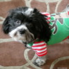 Beau wearing Christmas outfit