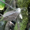 Moth, Manuel San Antonio NP