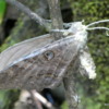 Moth, Manuel San Antonio NP