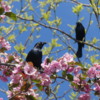 Blackbird, Grangeville