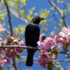 Blackbird, Grangeville