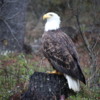 135A3090: Bald eagle