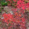 Blossom Lake trail, fall colors huckleberry bushes