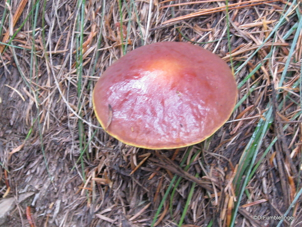 Blossom Lake 2010 039. Fungi