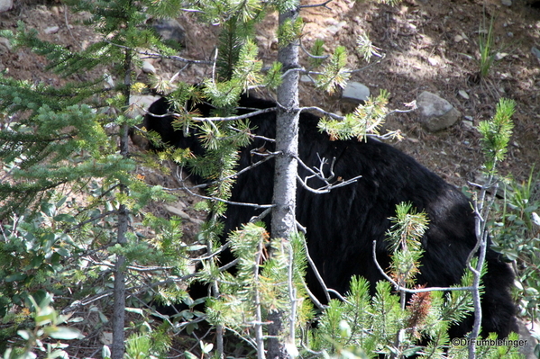 Black Bear Banff NP (1)