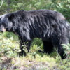 Black Bear Banff NP (2)
