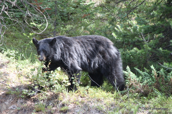 Black Bear Banff NP (3)