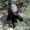 Black Bear Banff NP (4)