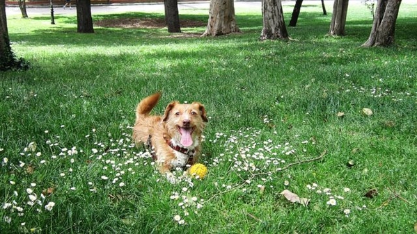 Saint Louis Pet Friendly - Dog-in-Park