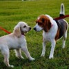 Saint Louis Pet Friendly -Dog Park