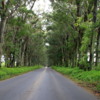 Tree Tunnel Road, Kauai