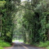 Tree Tunnel Road, Kauai