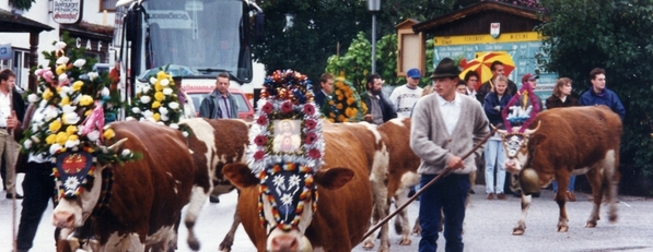 Cows in Wiesing Austria