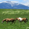 Horses, Montana