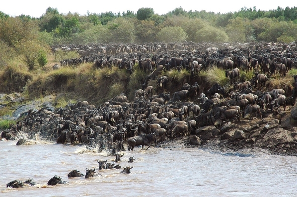 2_Migration-river-crossing-kogatende-andBeyond-Serengeti-Under-Canvas