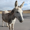 00 Wild Burros in Custer State Park
