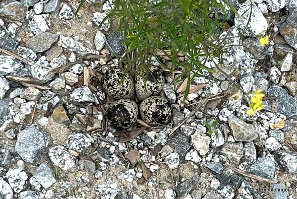 2-Killdeer nest 1