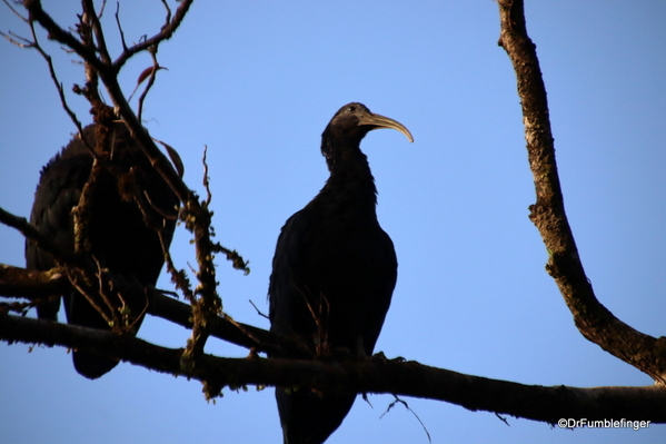 16 Turtle Bay Resort canal safari. Black Ibis