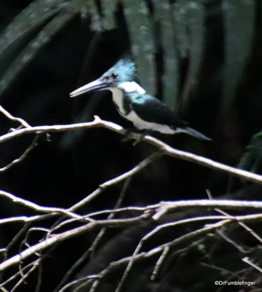17 Turtle Bay Resort canal safar. Amazon kingfisheri