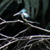 17 Turtle Bay Resort canal safar.  Amazon kingfisheri