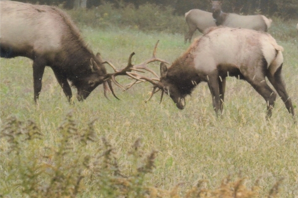 Elk Herd