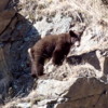09-09 Juvenile bear at Dam's Visitor Centor
