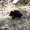Black bear at the campground