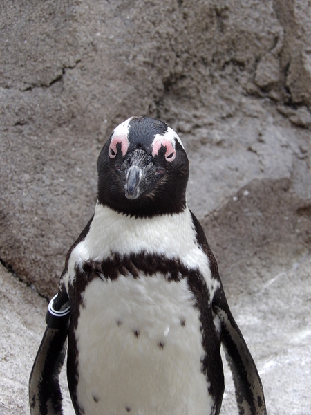 Penguin Closeup 2