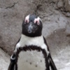 Penguin Closeup 2