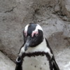 Penguin Closeup