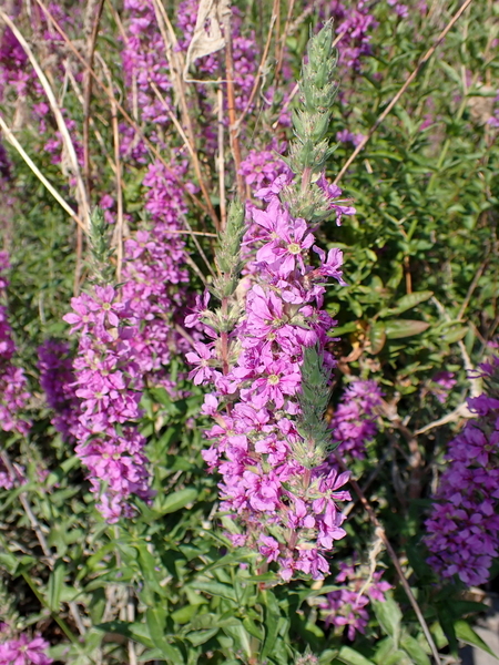 73 Wildflowers, Snake River