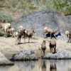 98 Bighorn Sheep, Snake River