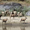 99 Bighorn Sheep, Snake River