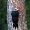 IPileated Woodpecker