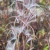 Alaska Denali Fireweed