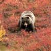 Alaska Denali bear at roadside