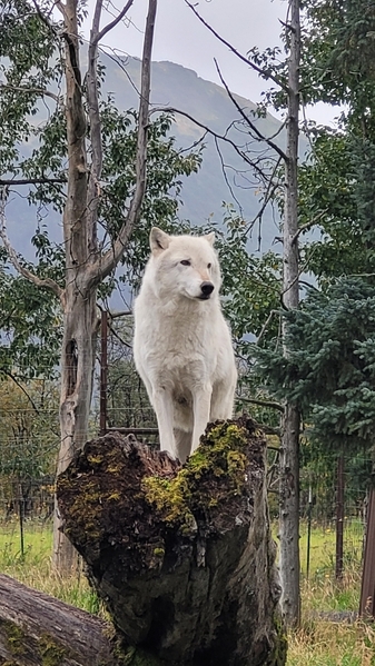 30 2022-09-12 Alaska Wildlife Conser Center 68