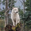 Alaska Wildlife Conservation Center wolf