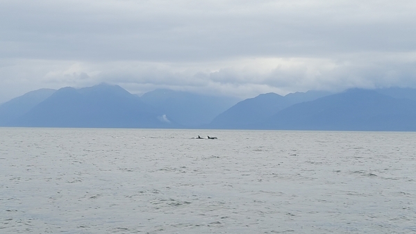 103 2022-09-14_Alaska IcyStraight Point Whale Watching 16