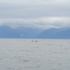 Alaska IcyStraight Point Whale Watching