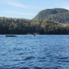Alaska Ketchikan Sea Kayaking humpback whale in the bay