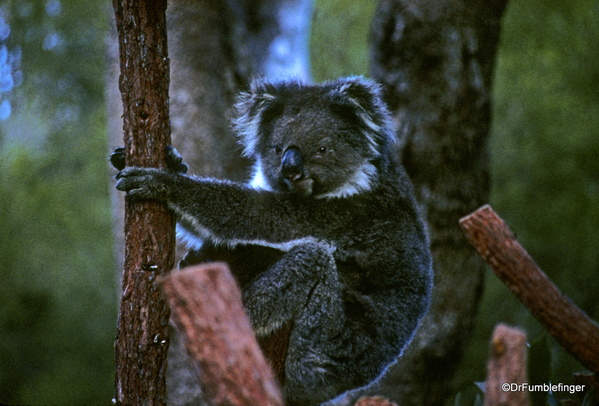 Western Australia 9-1997. 070 Yanchep National Park. Koala