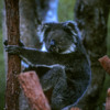 Western Australia 9-1997.  070 Yanchep National Park.  Koala
