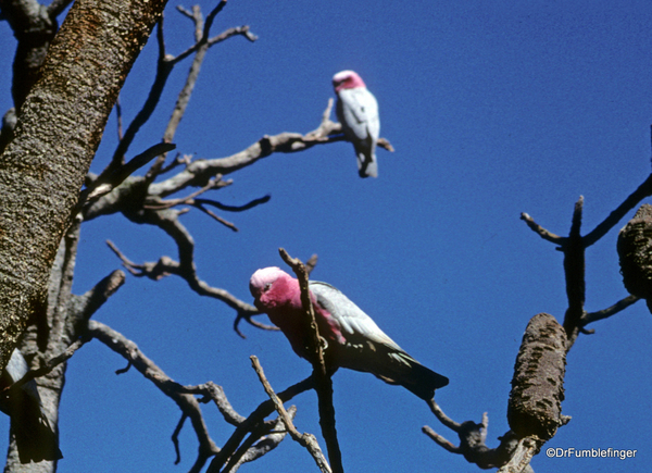 Western Australia 9-1997. 071 Yanchep National Park. Pink Gallah