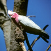 Western Australia 9-1997.  072 Yanchep National Park.  Pink Gallah