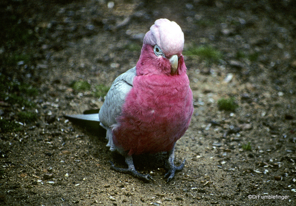 Western Australia 9-1997. 074 Yanchep National Park. Pink Gallah